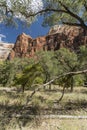 Rock Structure and trees Zion National Park Royalty Free Stock Photo